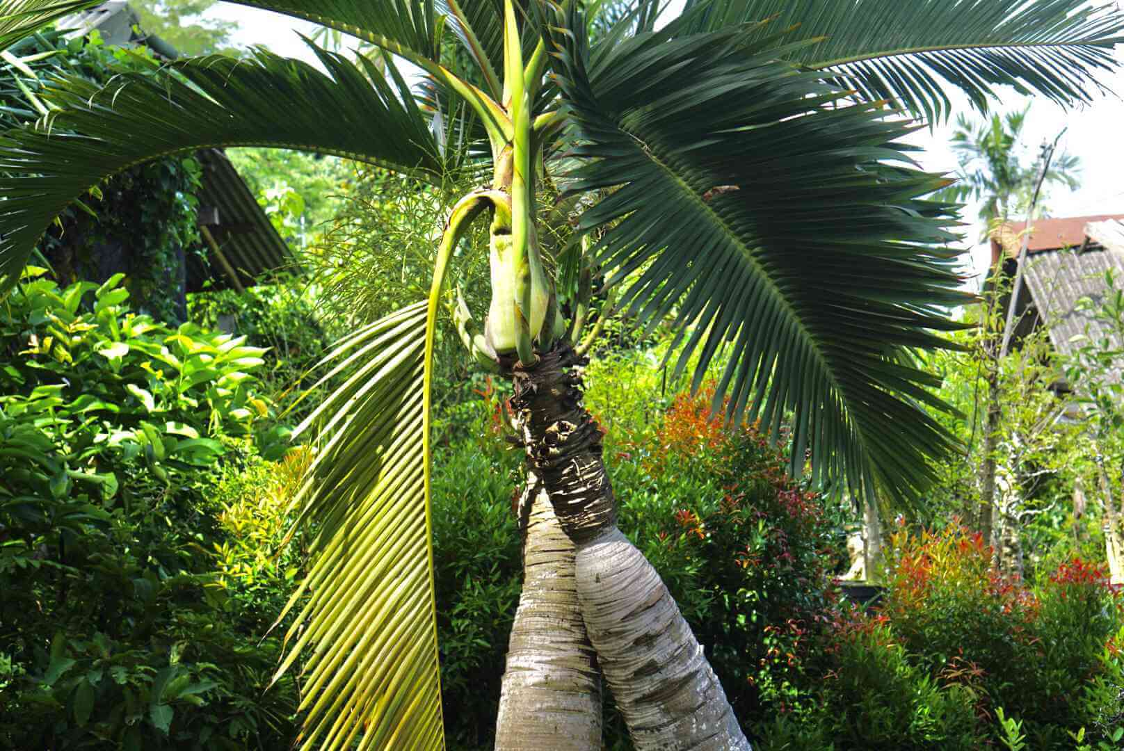 پالم باتل Bottle palm