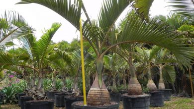 پالم باتل Bottle palm