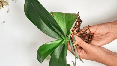 درمان پوسیدگی ریشه گیاهان