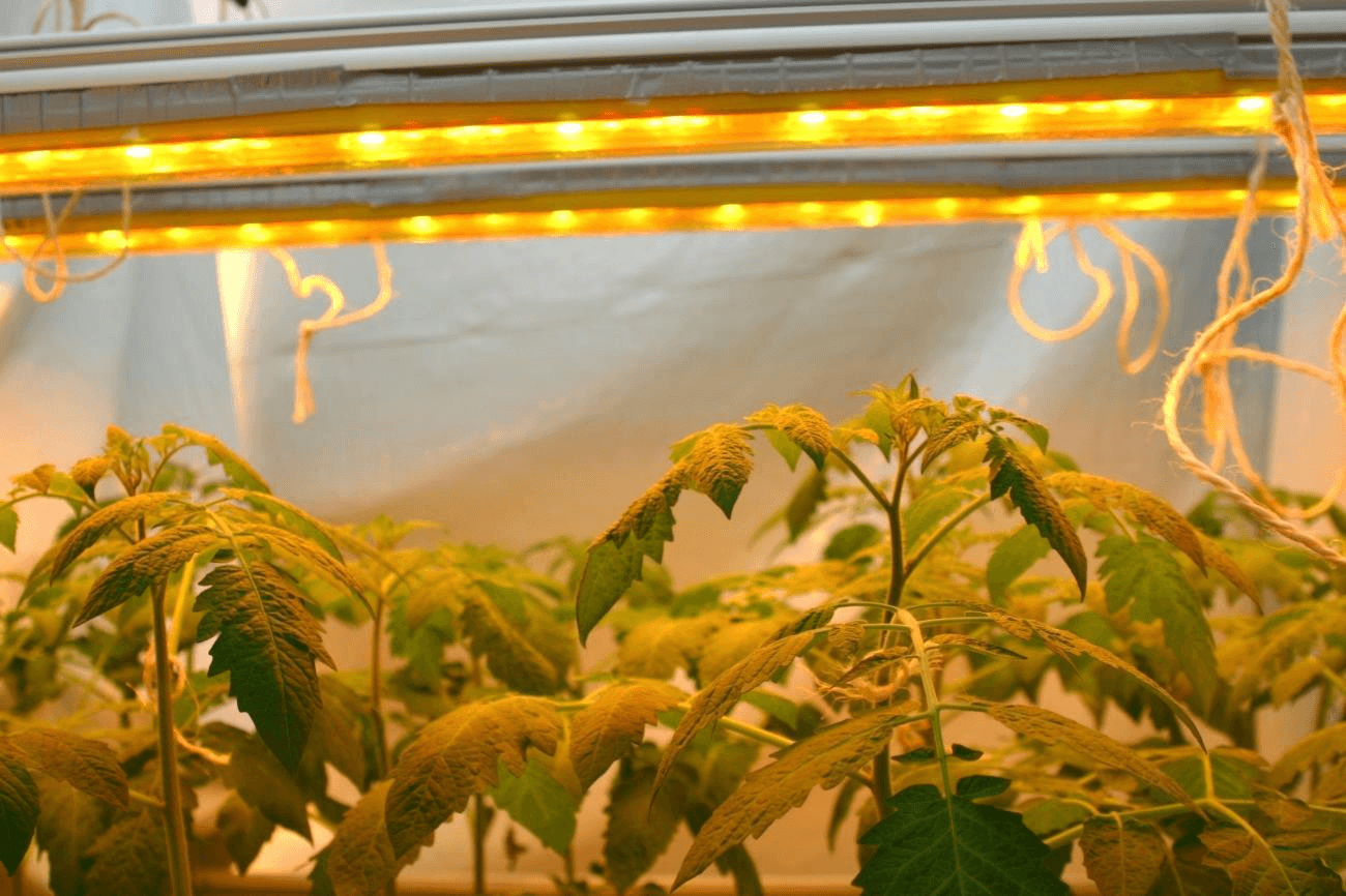 لامپ های HID رشد گیاهان