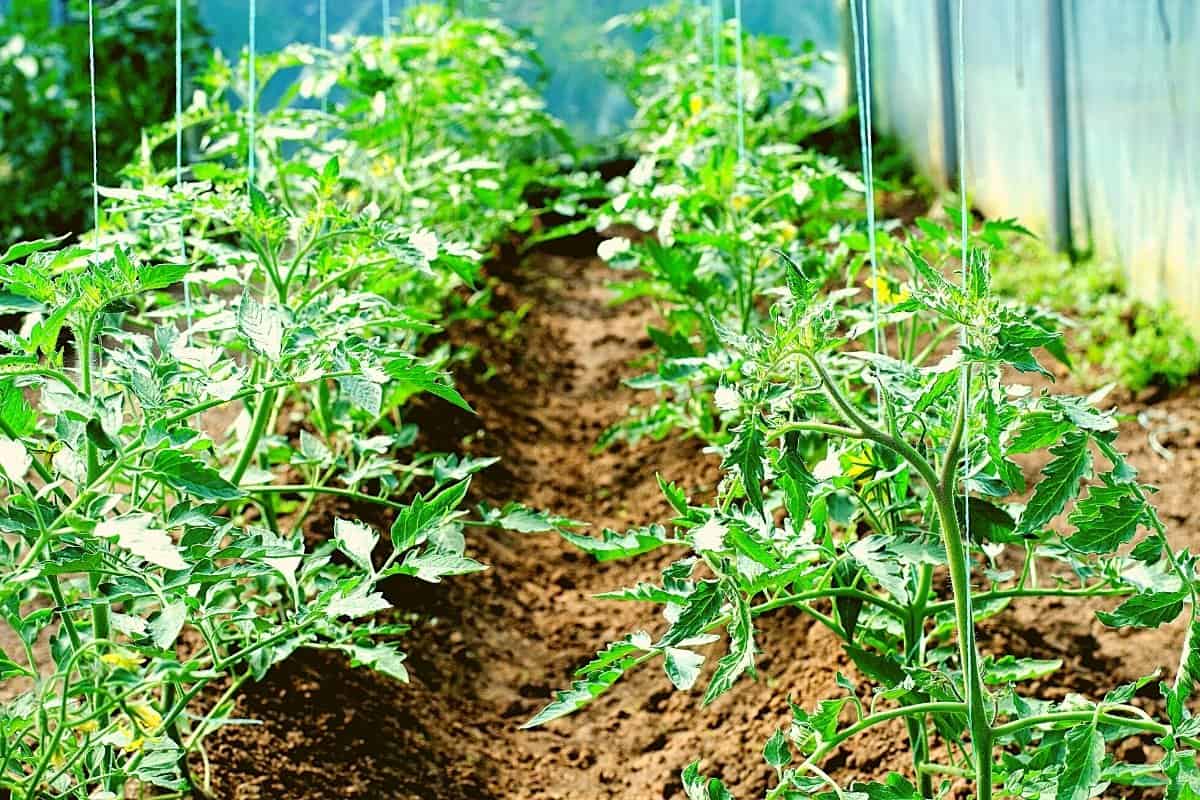 آموزش کاشت گوجه فرنگی ردیفی