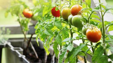 آموزش کاشت گوجه فرنگی