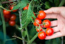 کاشت و پرورش گوجه گیلاسی