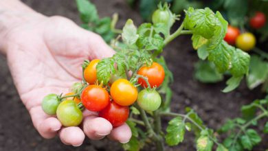 آموزش هرس کردن گوجه فرنگی