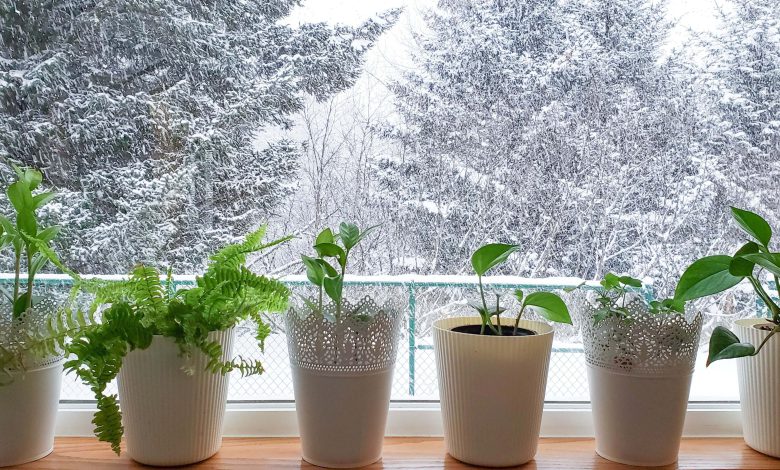 مراقبت از گیاهان آپارتمانی در زمستان
